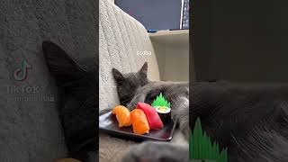#cat #pokemonfandom #funnyimages #scuba cat with sushi