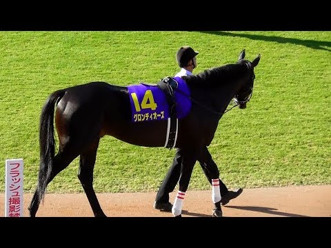 グロンディオーズ、菊花賞のパドック。現地映像、京都競馬場