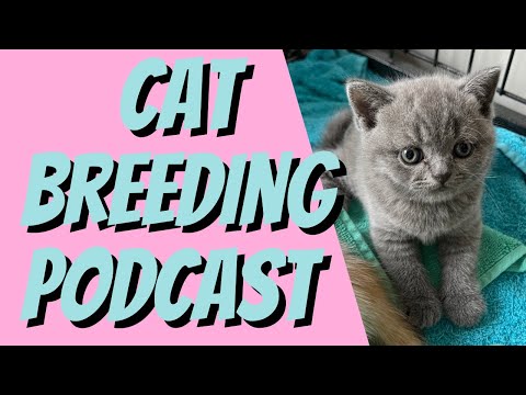 Blood Type Incompatibility in Cats - Cat Breeding For Beginners Podcast, Cattery Advice for Breeders