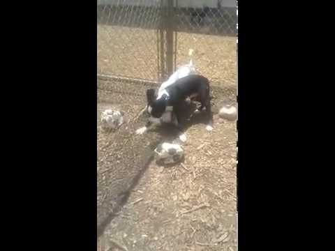 MIDAS-see video, an adopted Siberian Husky Mix in Marietta, GA_image-1