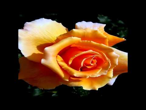 FELIZ DIA DE LA PRIMAVERA.wmv