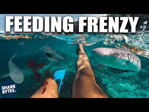 Shark Feeding Frenzies Explained by a Marine Biologist
