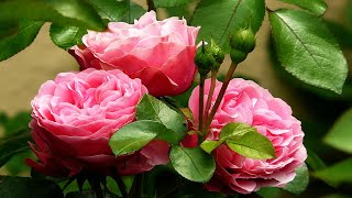 Roberta Miranda ------- Rosas