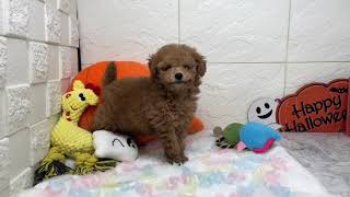 トイプードルの動画01