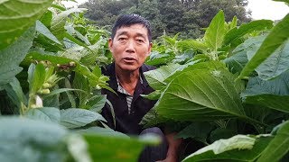 슈퍼안산 참깨 병해충방제와 관리