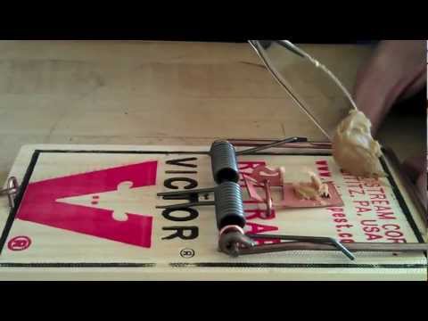 How to Set a Rat Trap to Catch a Rat