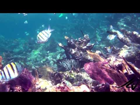 Colorful Tropical Fish of the Reef - Snorkeling Mexico - YouTube