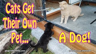 Cats Surprised With Their Own Pet