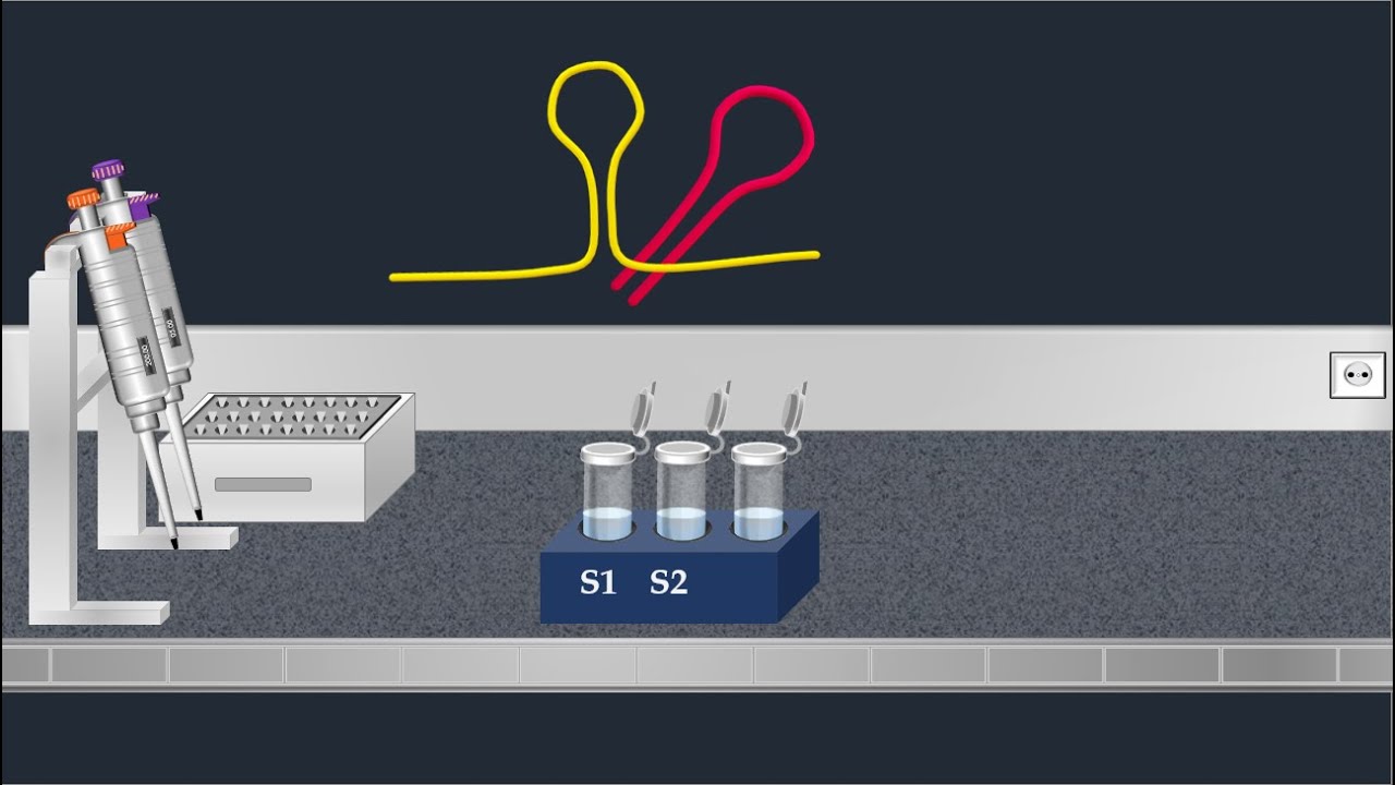 Northern Blot Method - Animated Video