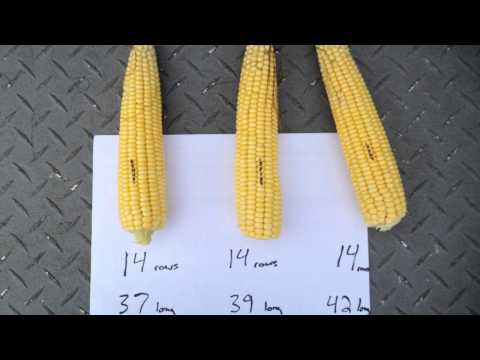 download lagu mp3 mp4 Corn Bushel Calculator, download lagu Corn Bushel Calculator gratis, unduh video klip Corn Bushel Calculator