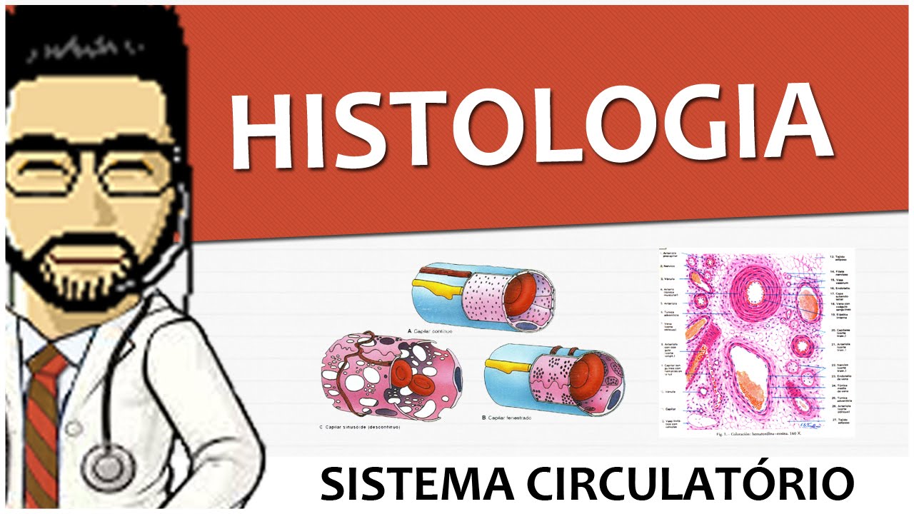 Sistema Circulatório 03 - Histologia dos vasos  (Vídeo Aula)