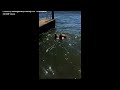 Texas Officers Help Save Deer Struggling In Lake