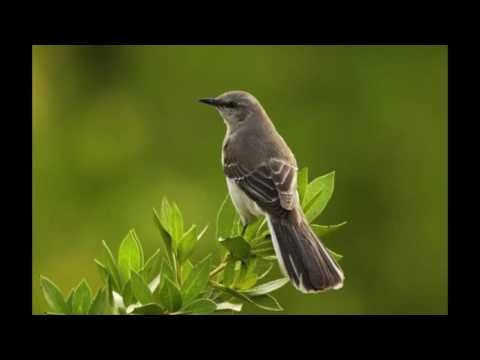 Como pájaros en el aire