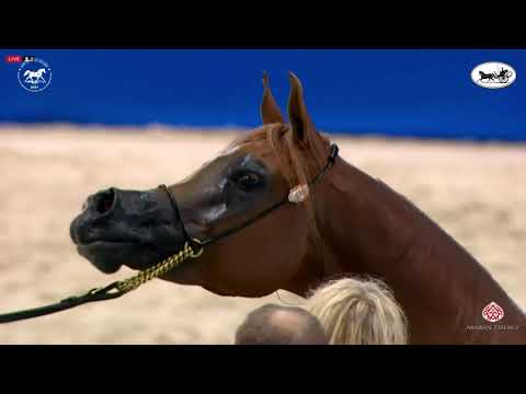 N 93 DELIGHT`S DIVAH RB   Dubai International Arabian Horse Championship 2021   Mares 7 9 Years Old