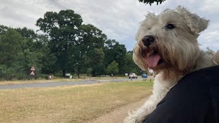 A Dog's Day - Official