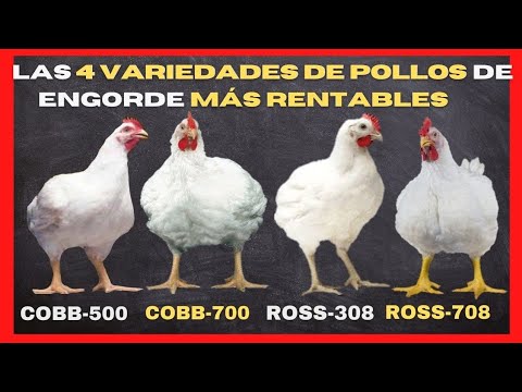 , title : '¿Conozca cuáles son las 4 variedades de pollos de engorde más rentables en el mercado avícola?'