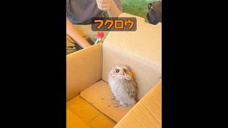 フクロウは本当に郵便物を配達するの？ #animals #動物プロダクション #動物 #癒し #自然