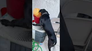 Italian Greyhound Puppies Videos