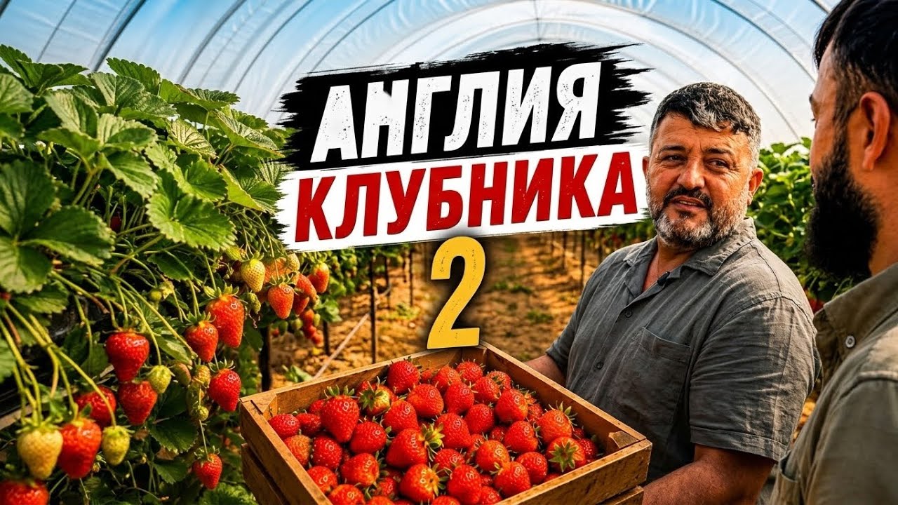 Англия - клубника Қисми 2