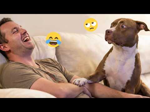 I'm 101% SURE that you will LAUGH EXTREMELY HARD- Funny Dog 2026 #345