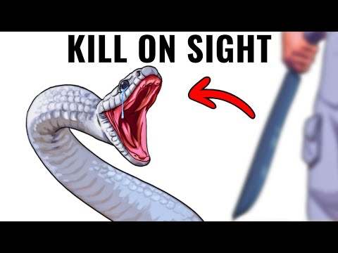 Why It Sucks to Be Born as a Black Mamba
