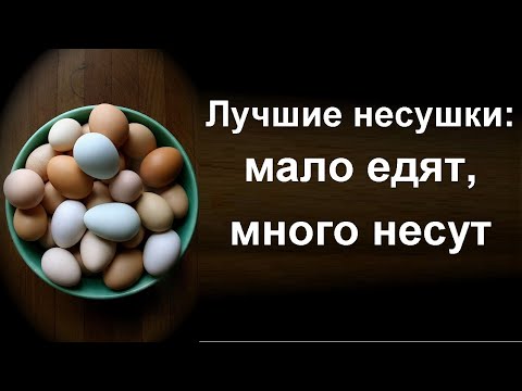 , title : 'Лучшие куры несушки - Яйценоскость кур породы леггорны'