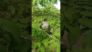 Download lagu anak burung kutilang memanggil induknya mp3 Download lagu anak burung kutilang memanggil induknya mp3