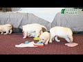 Labrador Retriever dogs for sale: Jules - Video 1