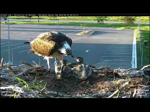Hellgate Canyon Ospreys ~ While Iris Feeds her fish, Louis Shows up with A fish, June 19, 2018