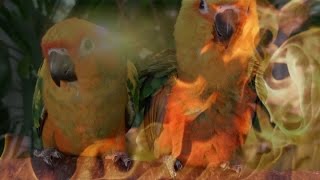 Parrots Like the Sun and Fire