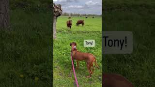 Download lagu fuck you tony π#shortvideo #funny mp3 Download lagu fuck you tony π#shortvideo #funny mp3