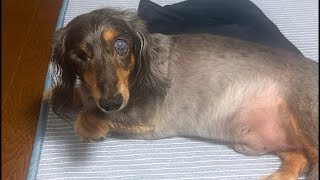 9月もよろしくお願いしますライブ🐶 | 作業や勉強、睡眠のおともに | 犬のいる暮らし