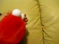 Dana Cavada Tickle Me Elmo