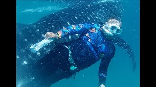 鯨鯊 海龜 沙丁魚風爆