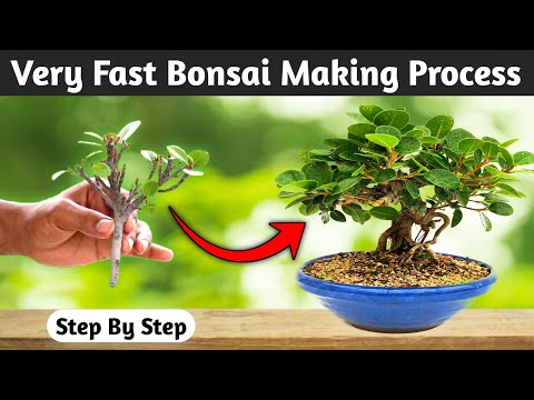 Very Fast Bonsai Making Process Cutting Propagation