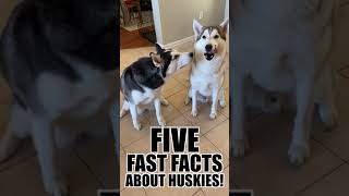 5 Quick Facts About Siberian Huskies!!! #shorts