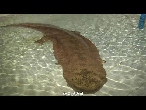 Extremely rare giant salamander discovered in China