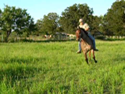 Horse Videos Rio 006