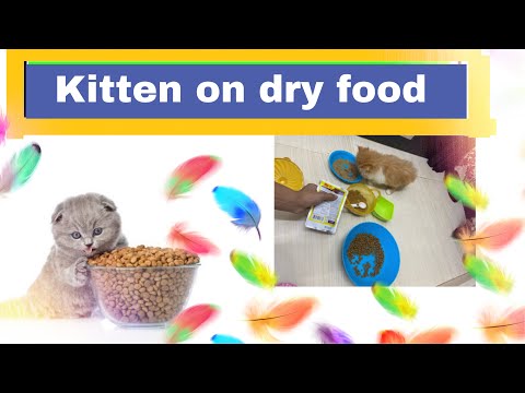 Kitten care | weaning kittens with dry food | how to switch kitten on dry food |kitten age 7 weeks