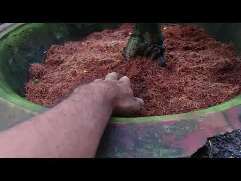 Chia sẽ bón phân dưỡng nụ cho cây mai đầu tháng mười