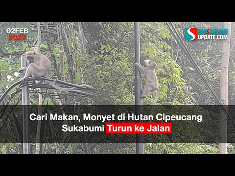 Cari Makan, Monyet di Hutan Cipeucang Sukabumi Turun ke Jalan