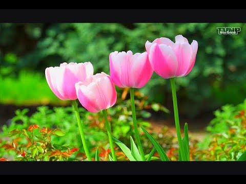 Dzień Otwarty w Zielonym LO - Nasz Powiat (26.04.2018)