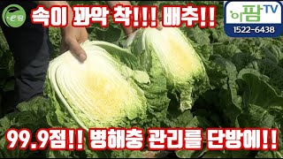 배추 재배 관리 방법!! 이 정도만 하면 평균 이상은 재배한다!!