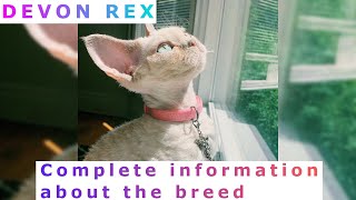 Devon Rex. Pros and Cons, Price, How to choose, Facts, Care, History