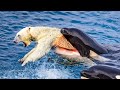 When A Polar Bear Meets A Hungry Orca