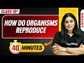 How Do Organisms Reproduce In 40 Minutes Mind Map Series For Class 10th