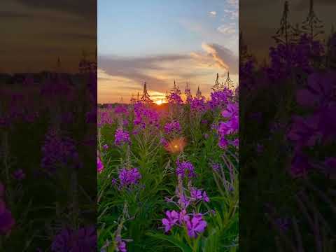 Beautiful Flowers ~ Planet Earth Amazing Nature Scenery & The Best Relax Music  ~ Evening View