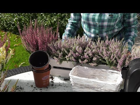 Heather - What to do to enjoy the charm of heather as long as possible?