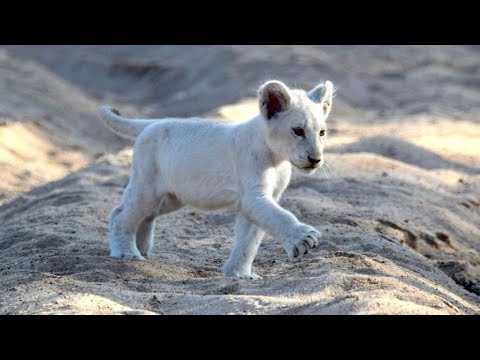 LES ANIMAUX D'AFRIQUE DU SUD (DOCUMENTAIRE ANIMALIER 2021)