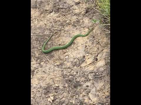 Neon green grass snakes